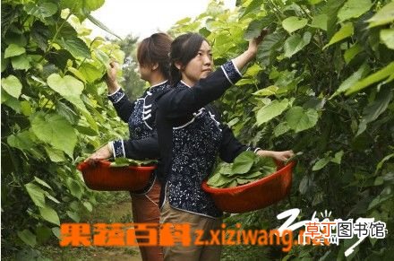 桑叶的功效与作用