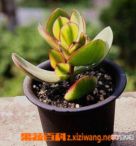 玉树如何修剪 玉树的修剪方法图解