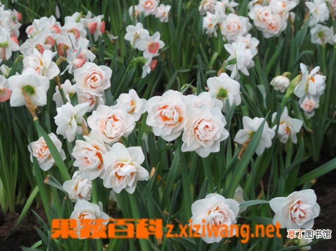 洋水仙开花后的处理方法 洋水仙开花后如何养殖