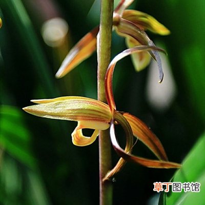 花中君子指的是什么？