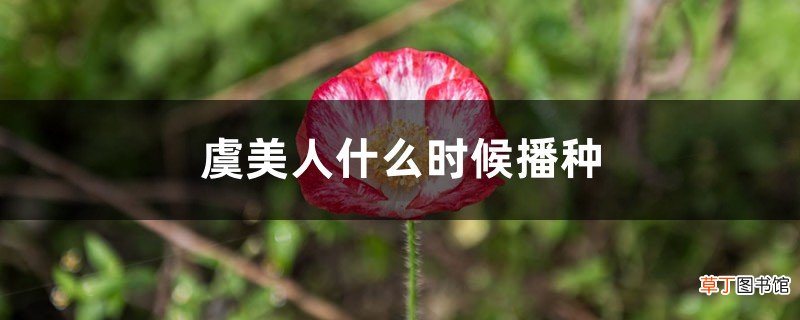 虞美人什么时候播种，虞美人花图片