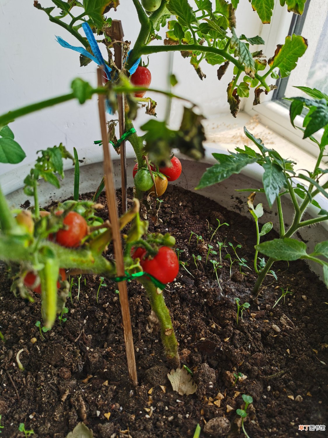 番茄种植方法，番茄图片
