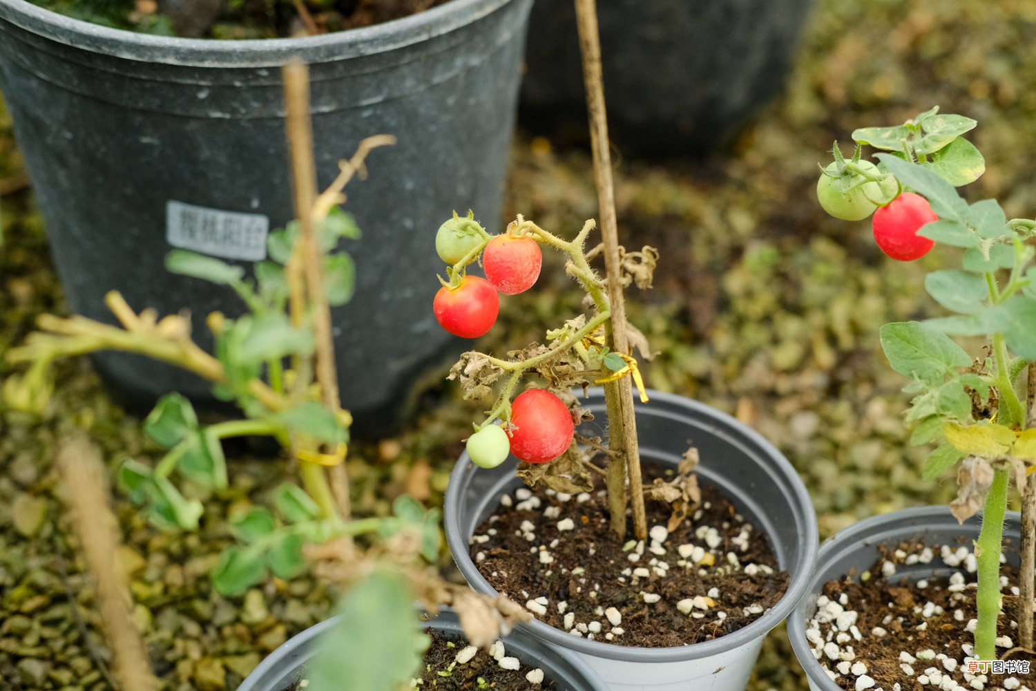 西红柿种植方法，西红柿价格