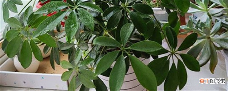 招财树如何剪枝更茂盛，什么季节修剪