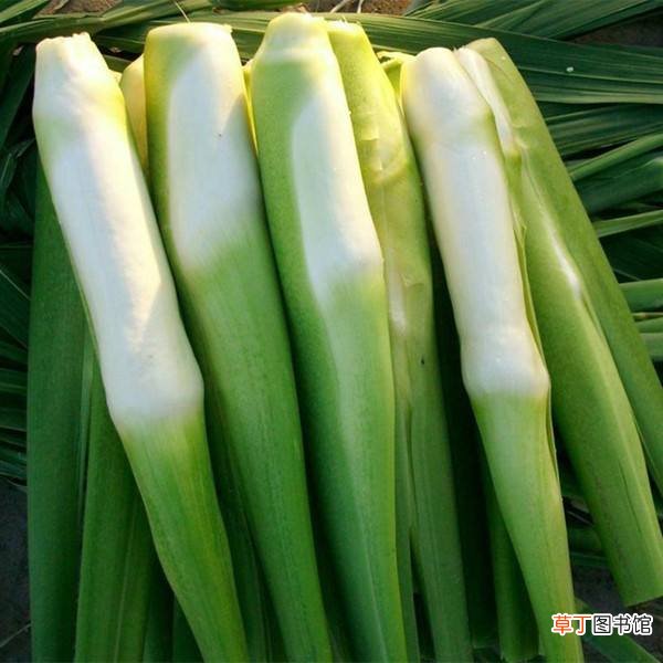 篙芭和茭白的区别