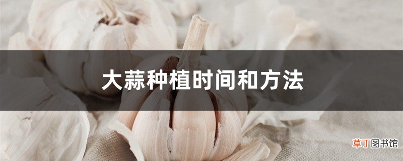 大蒜种植时间和方法,大蒜怎么种