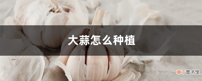 大蒜怎么种植，大蒜批发价格