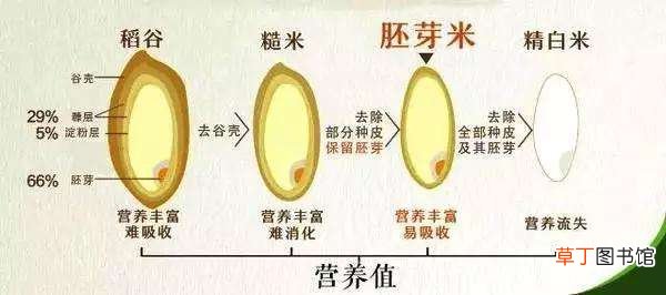 玄米是什么米