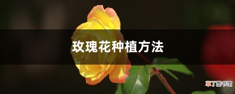 玫瑰花种植方法，玫瑰图片