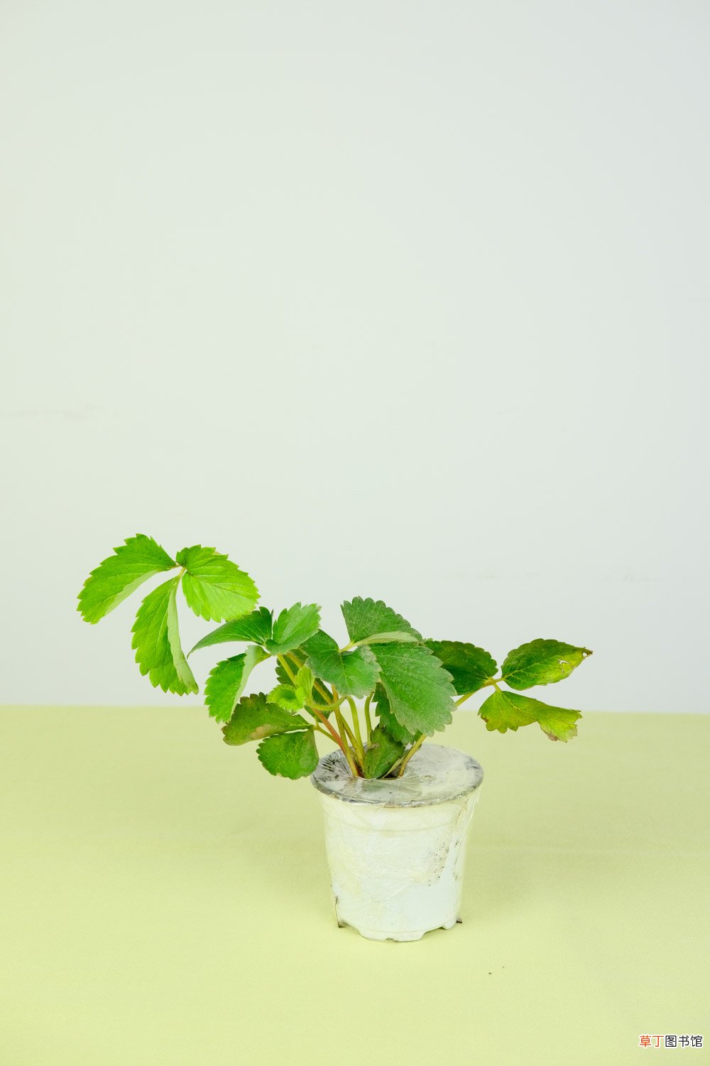 草莓的种植方法