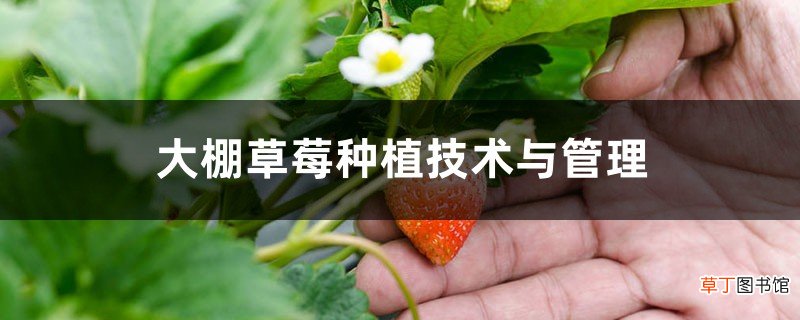 大棚草莓种植技术与管理方法