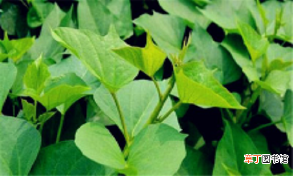 长寿菜是什么菜