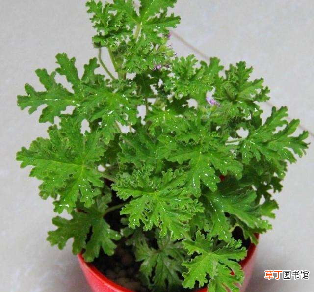 驱蚊草真的能驱蚊吗