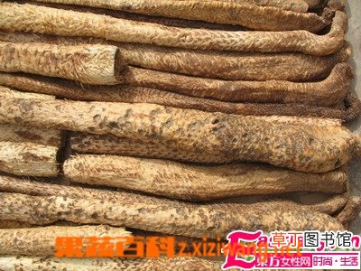 肉苁蓉的副作用