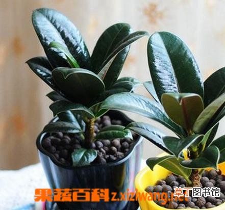 黑金刚如何养殖 黑金刚的养殖方法技巧