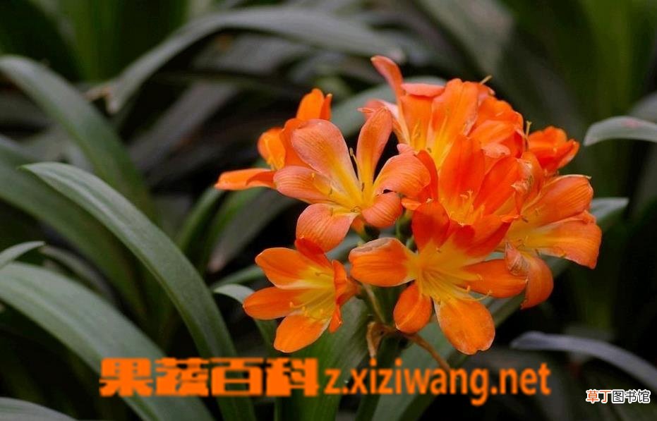 大花君子兰是什么 大花君子兰养殖方法