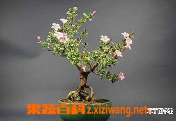 六月雪盆景的制作方法教程