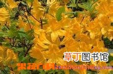 闹羊花的功效与作用