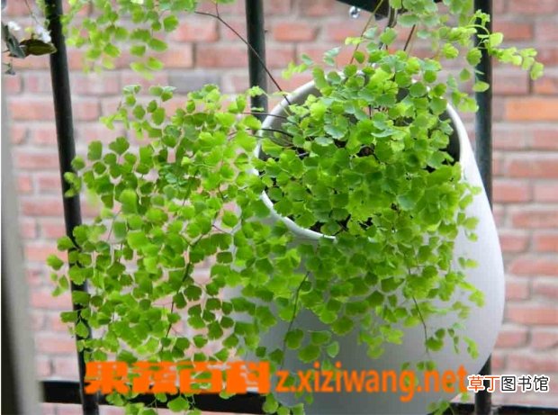 千叶草的养殖方法 千叶草的养殖注意事项