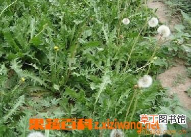 蒲公英的功效与作用