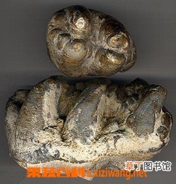 龙齿的功效与作用
