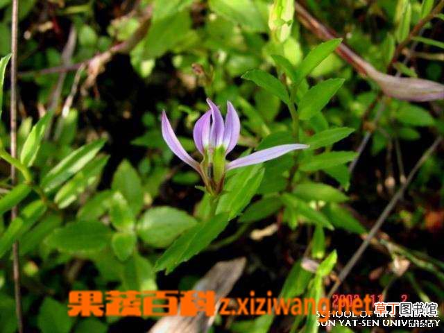 半边莲的功效与作用