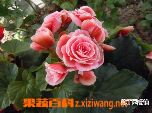 丽格海棠如何养 丽格海棠的养殖方法