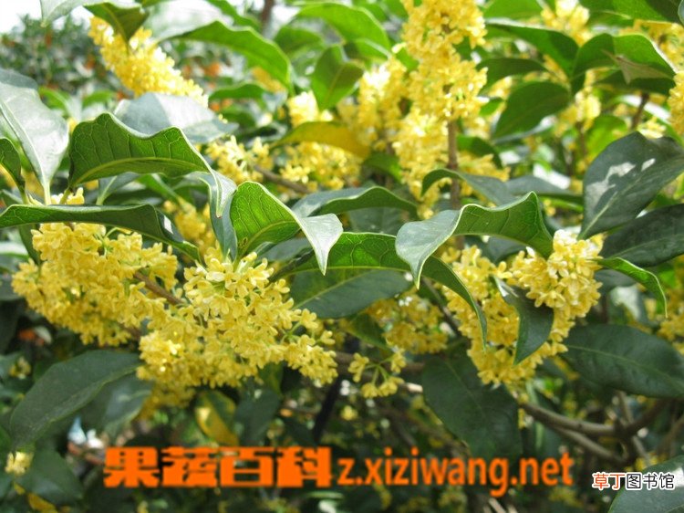 桂花树怎么修剪 修剪桂花树的方法技巧