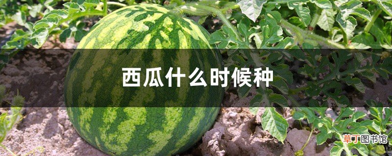 西瓜什么时候种，怎么种西瓜