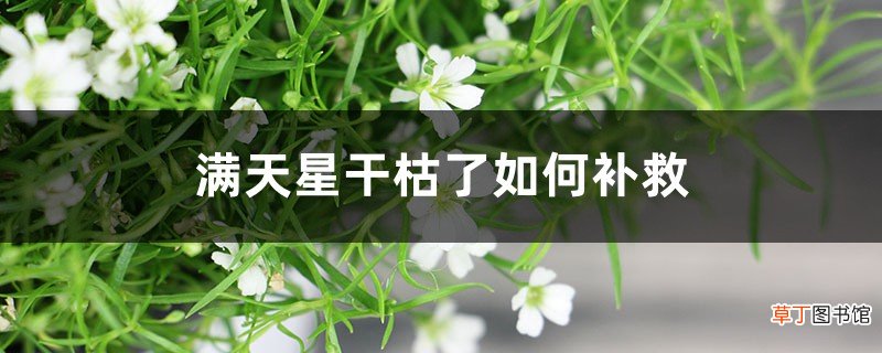 满天星干枯了如何补救，满天星修剪方法图解