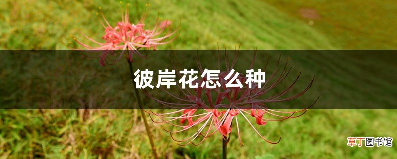 彼岸花怎么种，彼岸花什么时候种