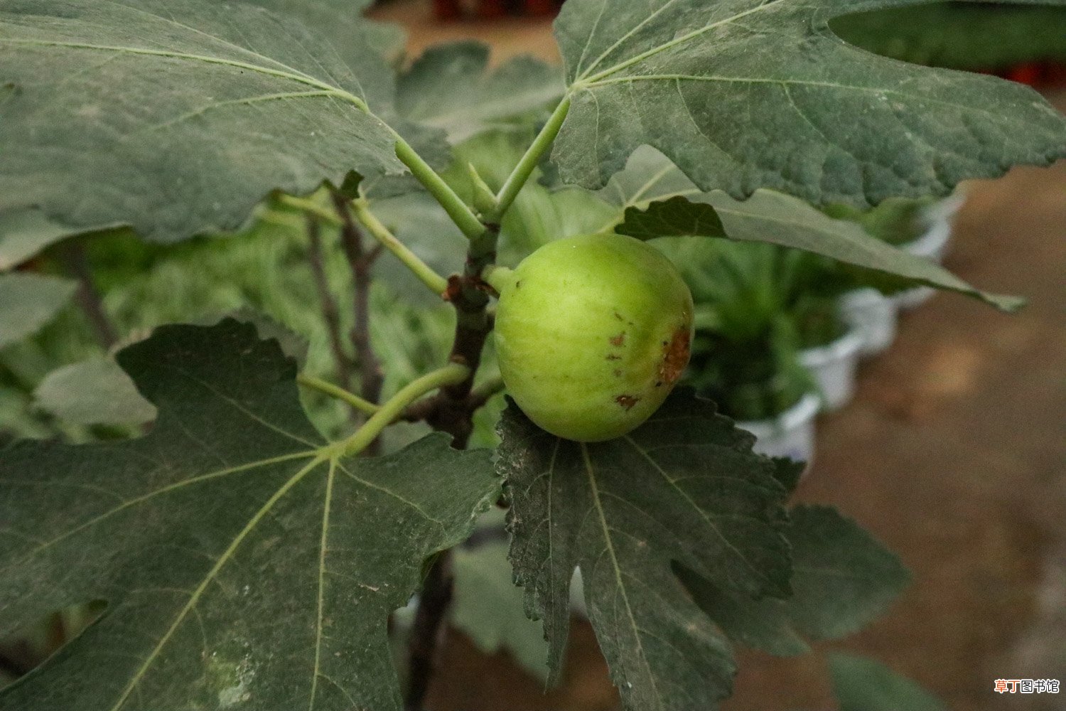 无花果种植技术，无花果苗价格