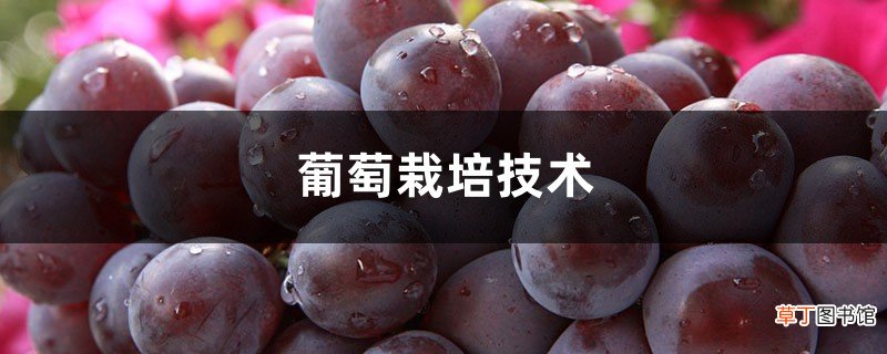 葡萄栽培技术,葡萄怎么种