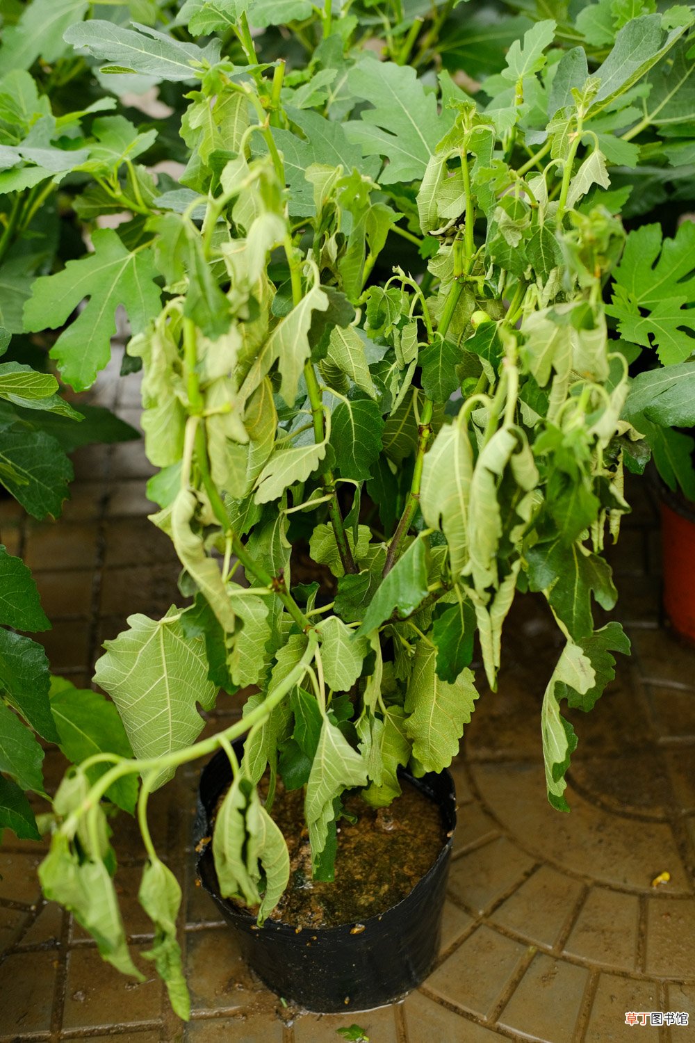 无花果种植技术，无花果苗价格