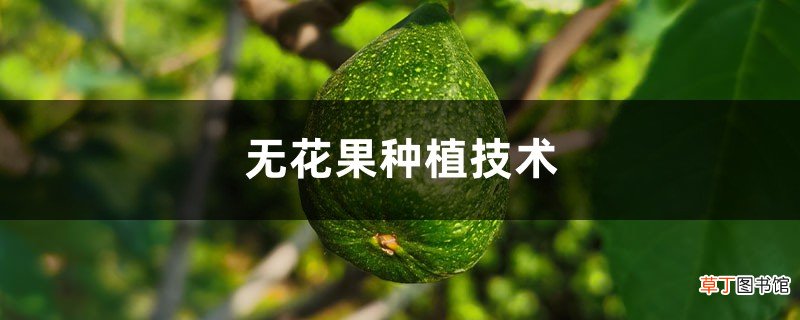 无花果种植技术，无花果苗价格
