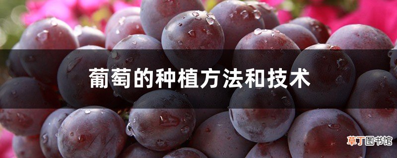 葡萄的种植方法和技术，葡萄怎么种植