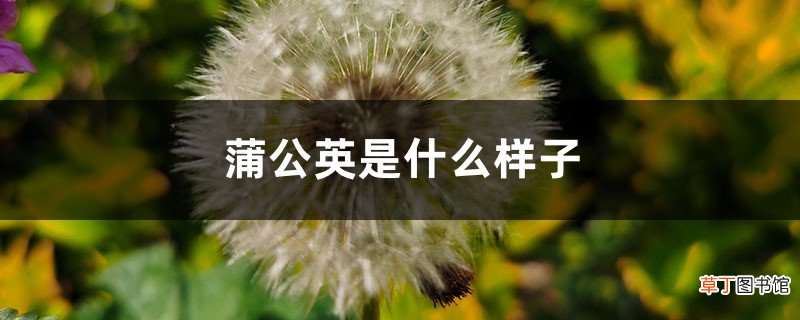 蒲公英是什么样子，蒲公英的图片