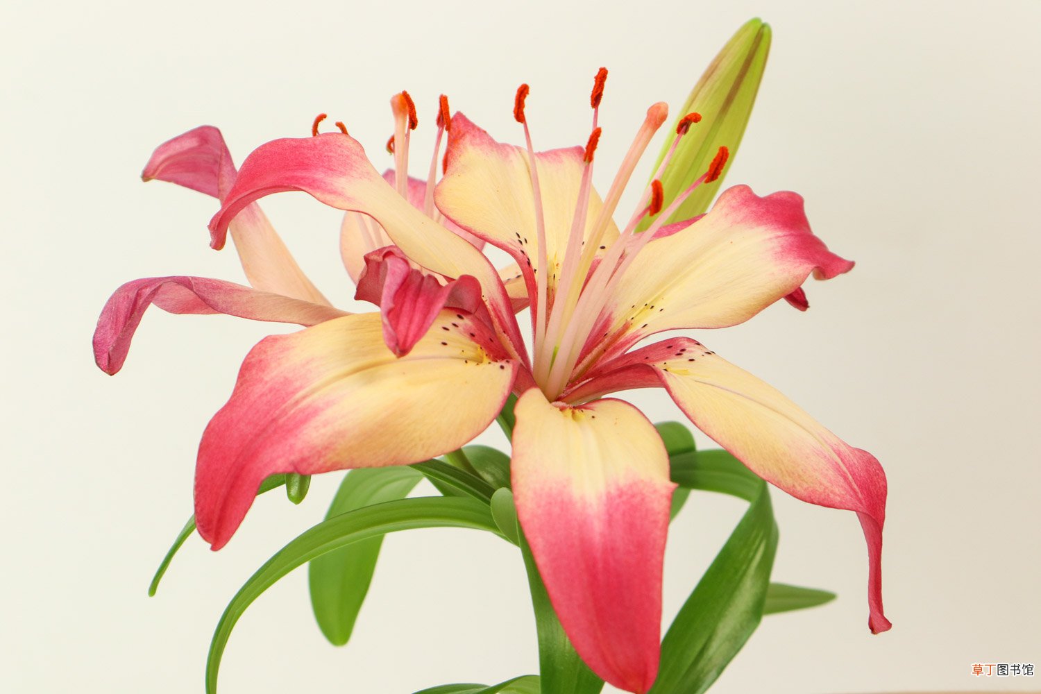 百合花怎么养，百合花图片