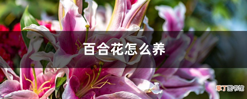百合花怎么养，百合花图片