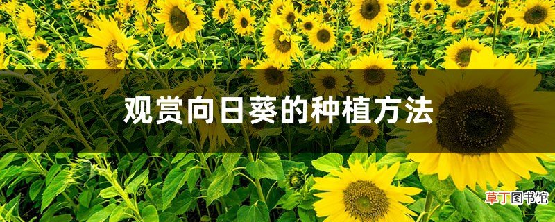 观赏向日葵 向日葵种植时间和方法