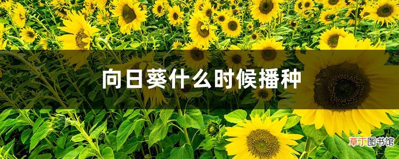 向日葵什么时候播种，向日葵叶子图片