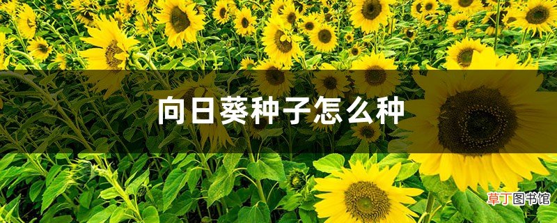 向日葵种子怎么种，向日葵种子图片