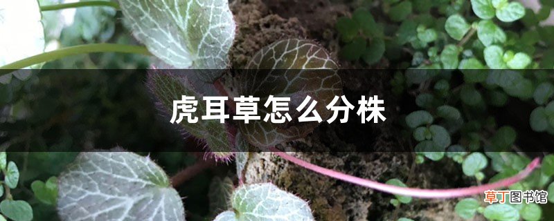 虎耳草怎么分株栽培，繁殖方法有哪些