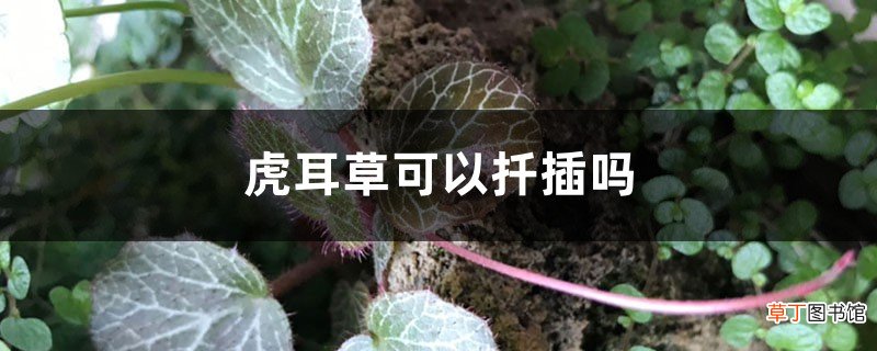 虎耳草可以扦插吗，虎耳草怎么扦插