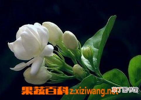茉莉花的嫩枝扦插繁殖方法