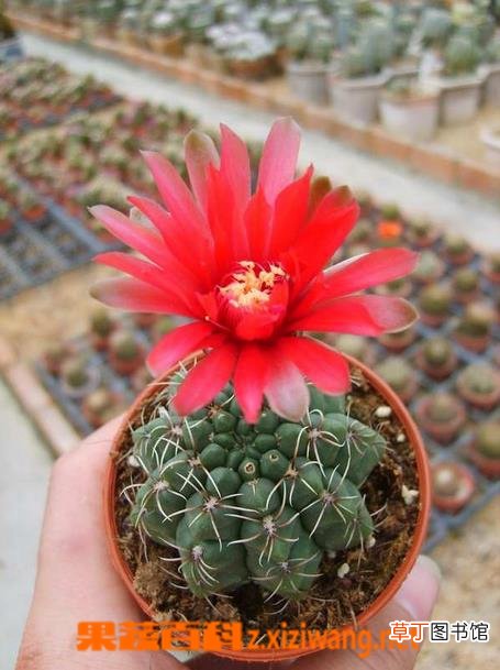 仙人球开花后怎么办 仙人球开花后养殖方法