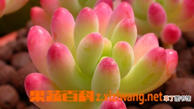 八千代图片 多肉八千代怎么养