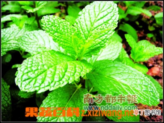 薄荷的功效作用有哪些