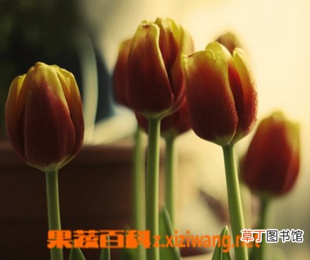 郁金香的养殖方法 养殖郁金香注意事项