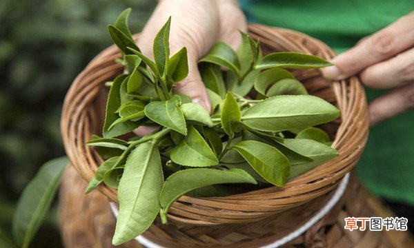 茶叶是酸性还是碱性